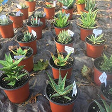 Lade das Bild in den Galerie-Viewer, Garden Labels